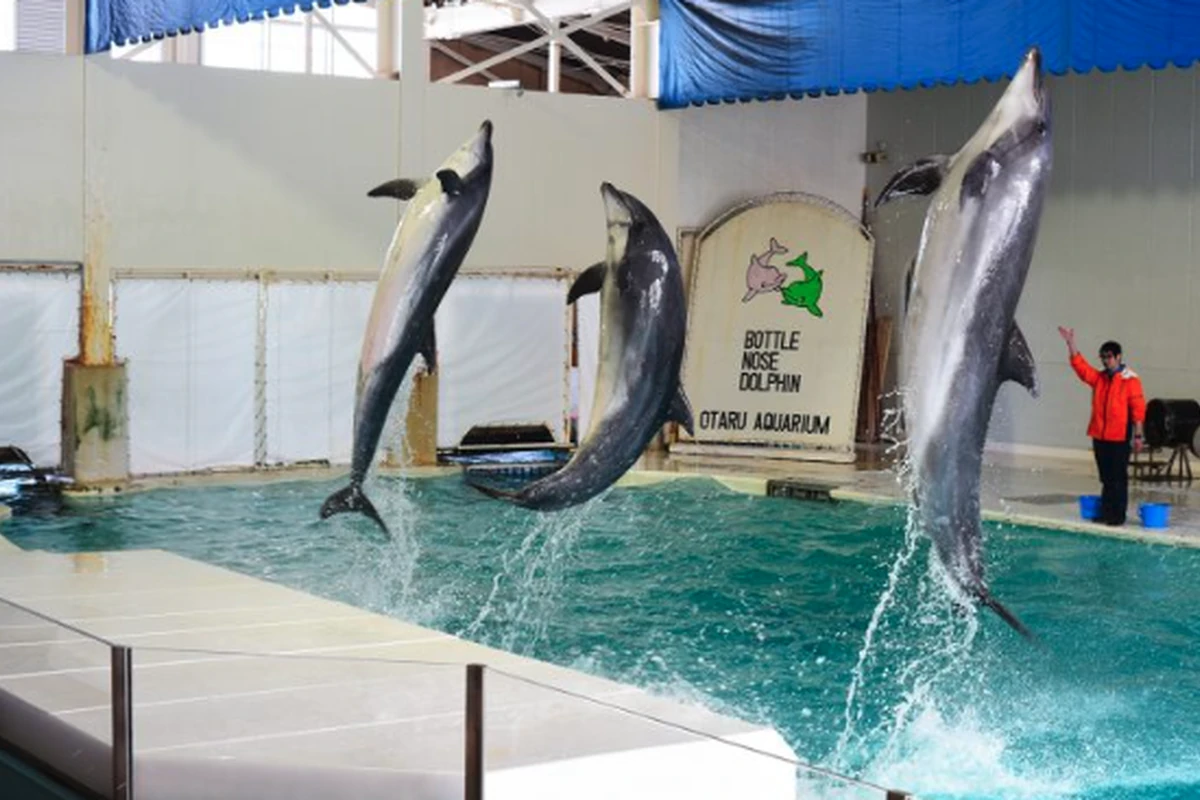 おたる水族館のイルカショー